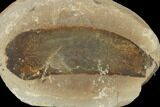 Fossil Fern (Macroneuropteris) Pos/Neg - Mazon Creek #121172-2